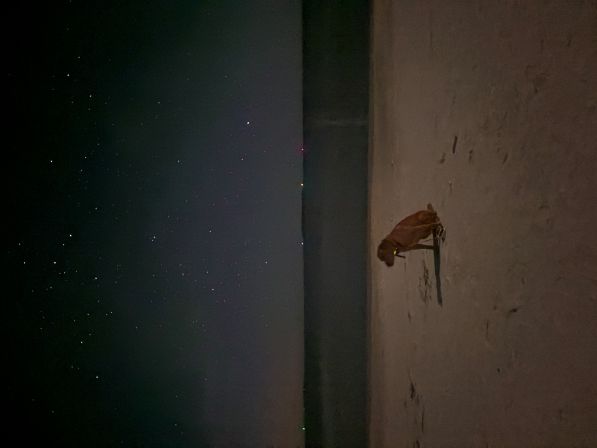 Koda on the beach.JPG